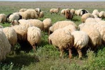 رمادة: تنمية وتثمين قطاع تربية الماشية بدعم من مشروع التعاون التونسي-الايطالي