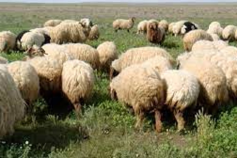 رمادة: تنمية وتثمين قطاع تربية الماشية بدعم من مشروع التعاون التونسي-الايطالي