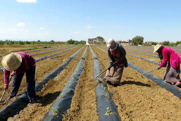 منتدى الحقوق الاقتصادية والاجتماعية يدعو للاعلان عن خطة عاجلة لفائدة النساء العاملات بالقطاع الفلاحي