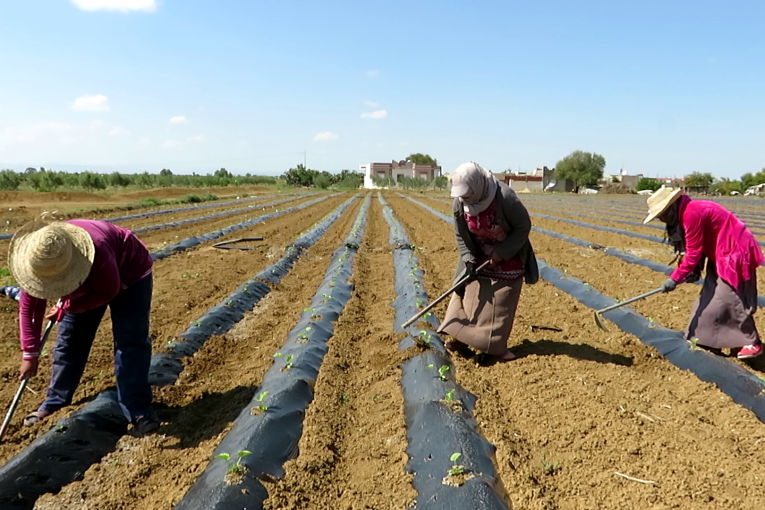 منتدى الحقوق الاقتصادية والاجتماعية يدعو للاعلان عن خطة عاجلة لفائدة النساء العاملات بالقطاع الفلاحي
