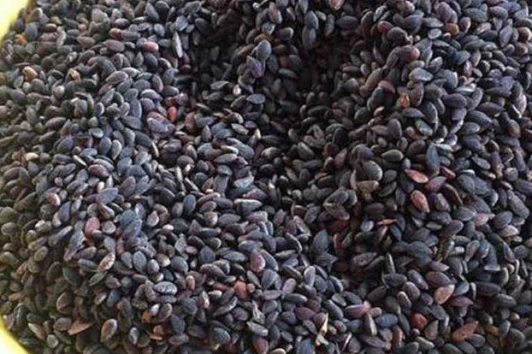 سليانة: كميات مادة ‘الزقوقو’ المتوفرة بالجهة بلغت 127 طنا