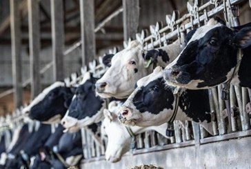 سيدي بوزيد: تحرير محاضر في حق عدد من ناقلي وتجار الأبقار