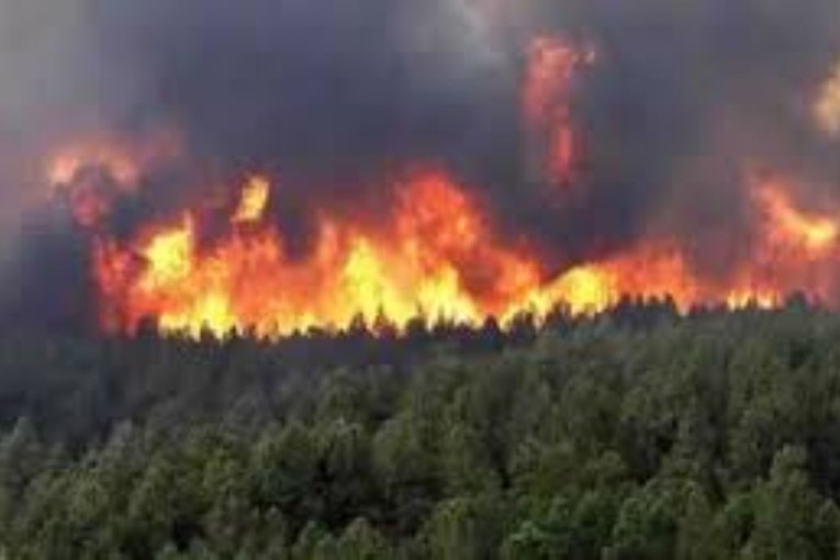 طبرقة: القبض على شخص بصدد إضرام النار في غابة جبلية