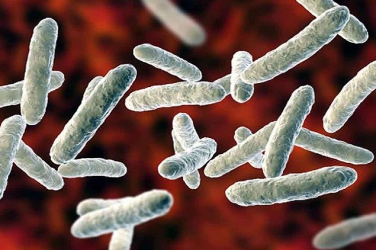 اكتشاف أول إصابة بجرثومة ”شيغيلا” بالمهدية