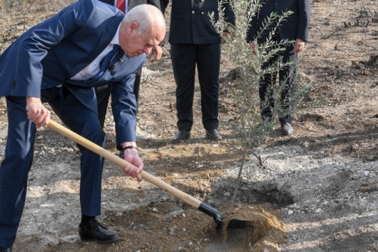 سعيّد اثر تحوّله لجبل بوقرنين بمناسبة عيد الشجرة: تونس ستزداد اخضرارا مهما فعل من أشعل الحرائق قصدا