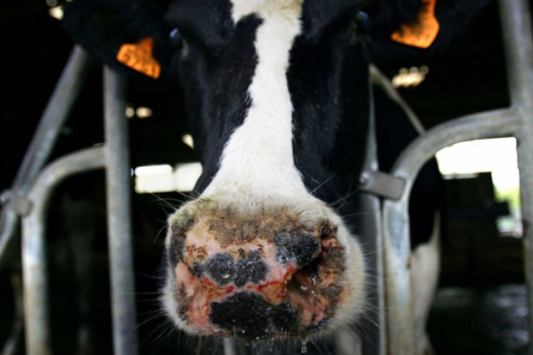 قفصة: اكتشاف ست بؤر لمرض اللسان الأزرق