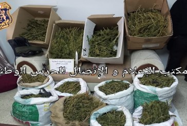 منزل بوزلفة: إيقاف 3 أشخاص وحجز حوالي 50 كلغ من الماريخوانا ومسحوق يشتبه في كونه كوكايين