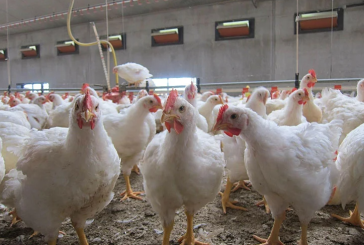 الجديدة: حضيرة بأرض فلاحية تخزّن وتسلخ وتذبح الدجاج ثم تروّجه دون التقيّد بمقومات الصحة