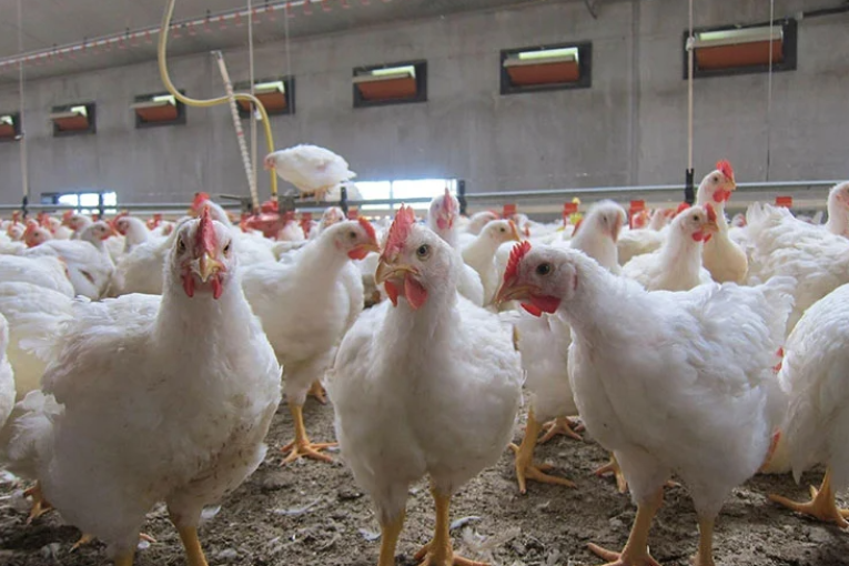 الجديدة: حضيرة بأرض فلاحية تخزّن وتسلخ وتذبح الدجاج ثم تروّجه دون التقيّد بمقومات الصحة