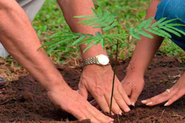 المنستير: برمجة تشجير 30 هكتارا وتوزيع قرابة 75 ألف شتلة مجانا