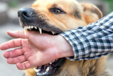 وزارة الصحة تصدر جملة من التوصيات للحدّ من انتشار داء الكلب