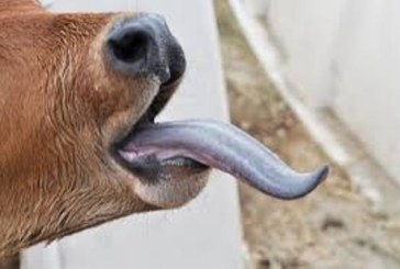 قفصة.. تسجيل 6 إصابات بمرض اللسان الأزرق