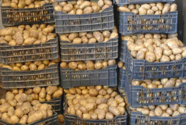 نابل: حجز 3 أطنان من مادة البطاطا بمستودع غير مصرح به