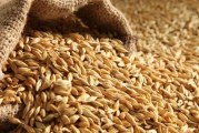 تونس:مناقصة دولية لشراء 100 ألف طن من الشعير