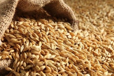 تونس:مناقصة دولية لشراء 100 ألف طن من الشعير