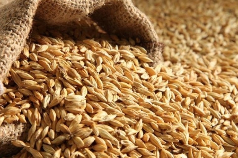 تونس:مناقصة دولية لشراء 100 ألف طن من الشعير