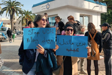 نابل: المجتمع المدني يحتج على عملية قنص الكلاب السائبة