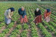 دراسة: 74% من العاملات الفلاحيات يتحملن أعباء المصاريف اليومية لكامل الأسرة
