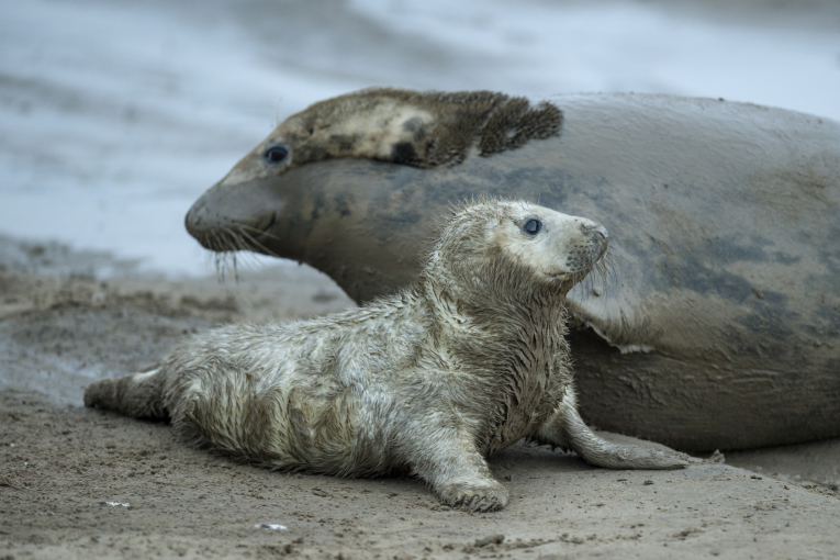 منظمة بيئية دولية تدق ناقوس الخطر.. 700 نوع حيوان يواجه خطر الانقراض