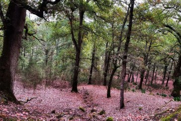 طقس مغيم مع انخفاض في درجات الحرارة