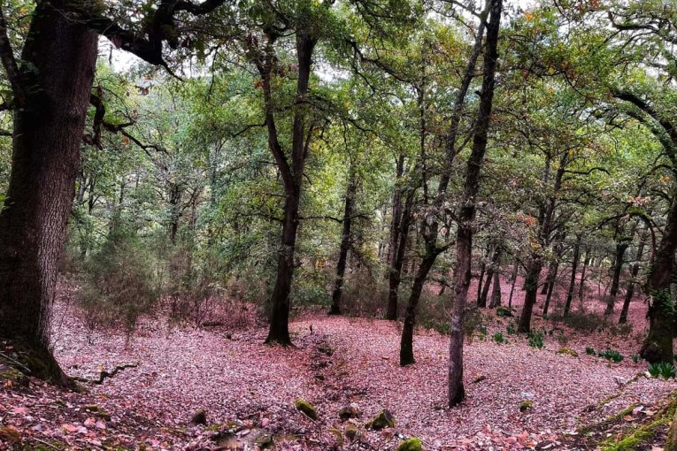 طقس مغيم مع انخفاض في درجات الحرارة