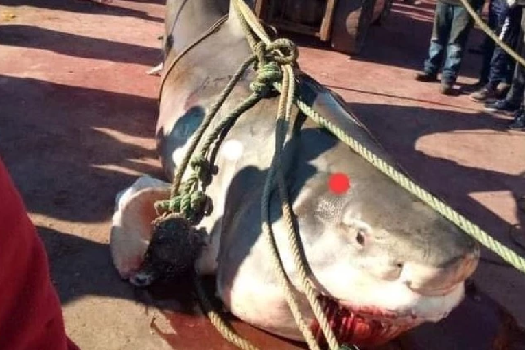 الشابة البحارة يصطادون سمكة قرش ضخمة تجاوز طولها 3 أمتار