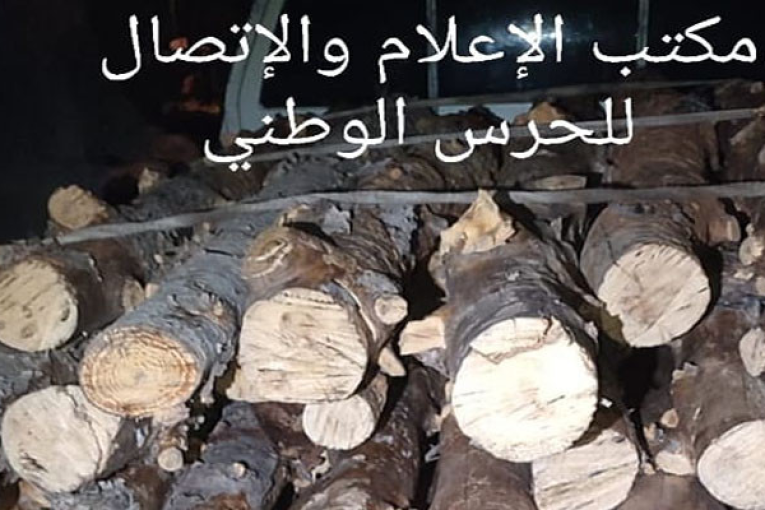 القصرين: ايقاف شخصين قاما بقطع 30 شجرة من الصنوبر الحلبي دون رخصة