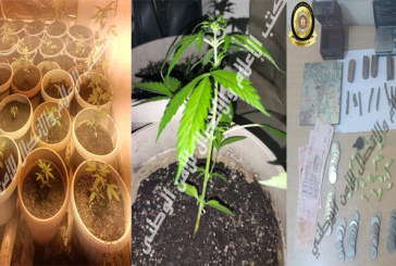 حي الزهور: الإطاحة بمروج مخدرات يزرع الماريخوانا بمنزله (صور)