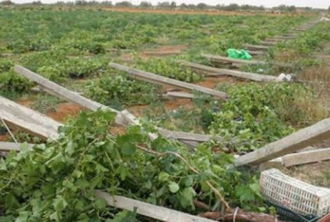 آخر أجل للانخراط في صندوق تعويض الأضرار الفلاحية الناجمة عن الجوائح الطبيعية