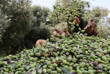 تطاوين: موسم جني الزيتون يشارف على الانتهاء..