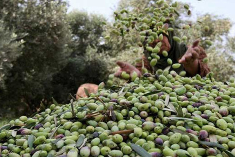 تطاوين: موسم جني الزيتون يشارف على الانتهاء..