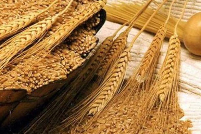 انخفاض أسعار القمح في الأسواق العالمية