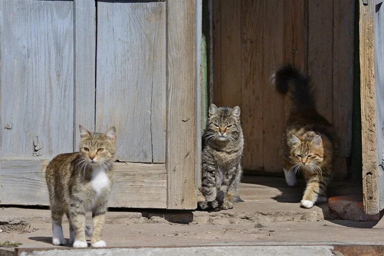 الجزائر: بيع لحوم القطط على أساس أنها أرانب