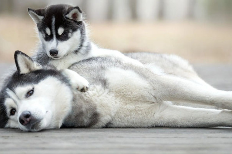 سوسة: النيابة العمومية ”تنصف” كلبا وتتخذا هذا الاجراء في شأنه…