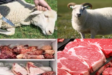 تطاوين: بسبب الجفاف القصابون يغلقون محلاتهم جراء النقص الكبير في المواشي