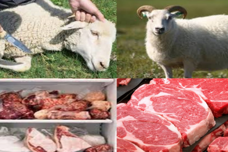 تطاوين: بسبب الجفاف القصابون يغلقون محلاتهم جراء النقص الكبير في المواشي