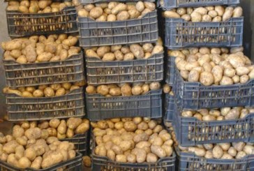 نابل: حجز 30،2 طنا من البطاطا بذور في مستودع غير مصرح به