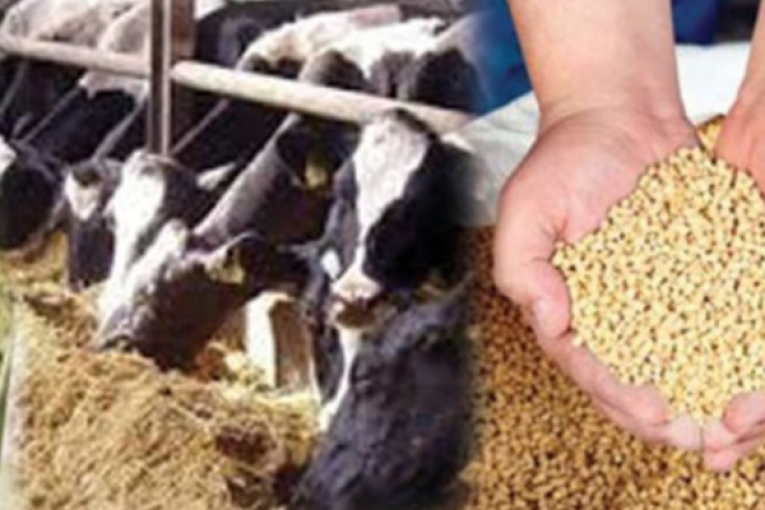 اتحاد الفلاحة بالكاف يدعو الحكومة إلى الإسراع بتوفير الأعلاف المدعمة