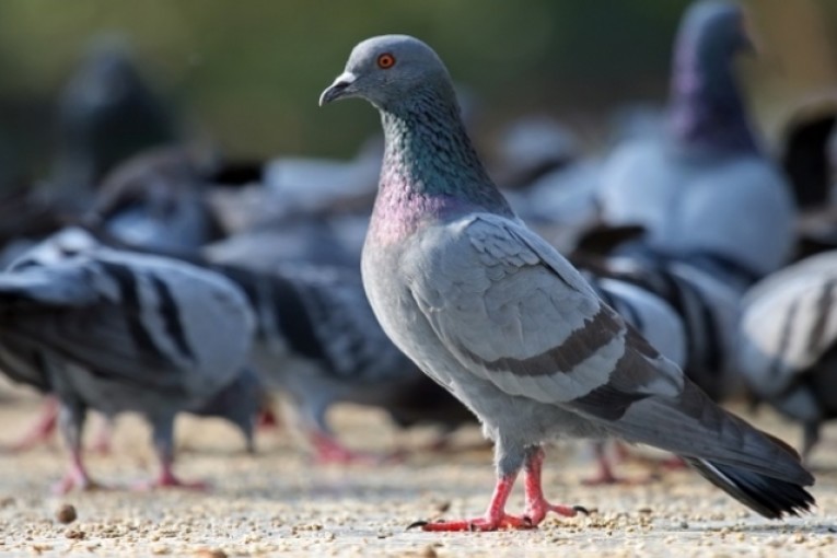 كندا : القبض على حمامة تحمل حقيبة ظهر قامت بهذه الجريمة…