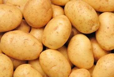 نابل: مداهمة مخزن عشوائي وحجز 30 طن من مادة البطاطا