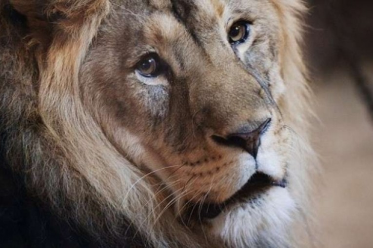 بلدية صفاقس ترفض قبول “أسد” هدية ثمنه مئات الملايين