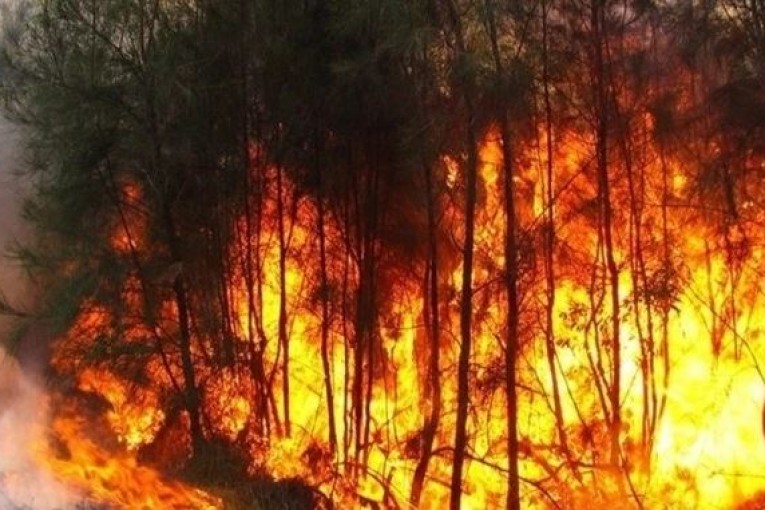 زغوان : حريق يأتي على 05 آلاف متر مربع من الصنوبر الحلبي