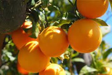 اتحاد الفلاحة ينفي الإشاعات التي تستهدف صابة البرتقال