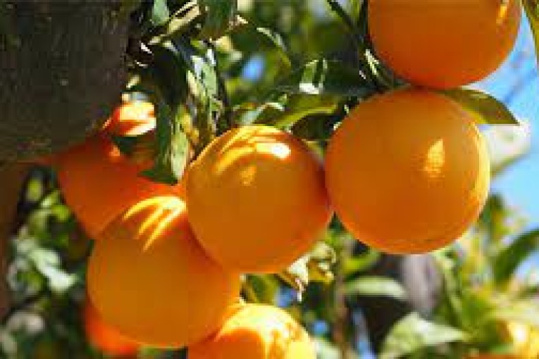 اتحاد الفلاحة ينفي الإشاعات التي تستهدف صابة البرتقال