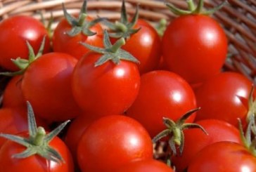 نابل: عزوف الفلاحين عن زراعة الطماطم الفصلية وتوقعات بتراجع الإنتاج بنسبة 70 % خلال الموسم القادم