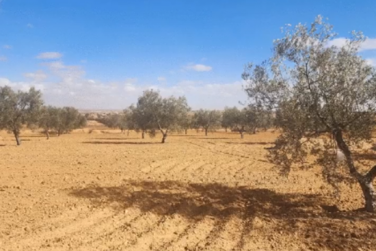 صفاقس: الدّولة تسترجع عقارا دوليا فلاحيا بمساحة 11 هك