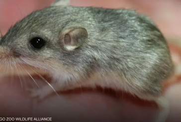 أكبر فأر سنا في العالم يستعد لدخول “غينيس”.. فكم يبلغ عمره؟