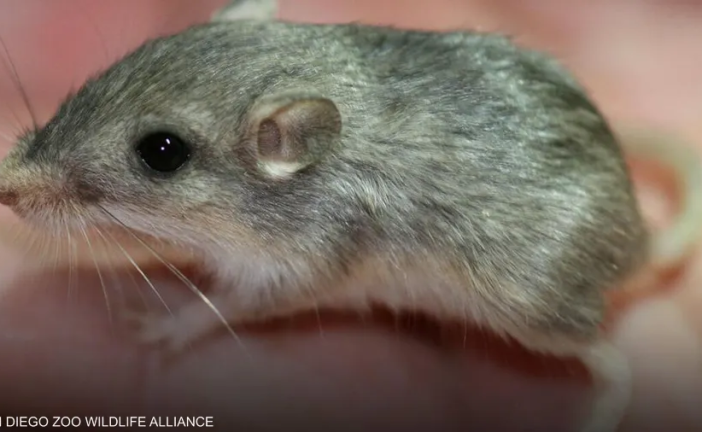أكبر فأر سنا في العالم يستعد لدخول “غينيس”.. فكم يبلغ عمره؟