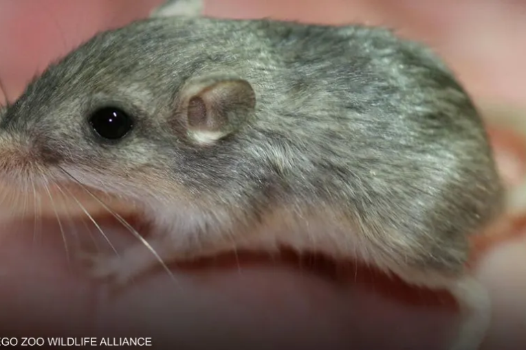 أكبر فأر سنا في العالم يستعد لدخول “غينيس”.. فكم يبلغ عمره؟