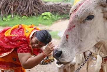 الهند تدعو إلى الاحتفال بعيد الحب في أحضان البقر!